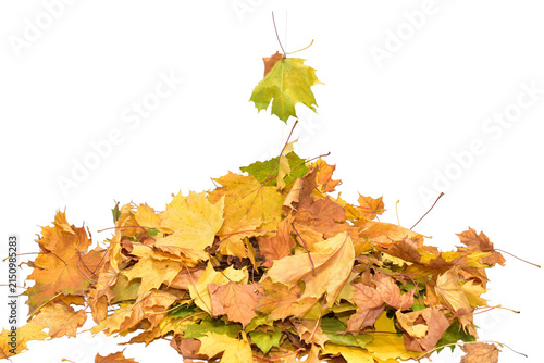 A pile of autumn leaves including maple leaves in yellow, orange and red colors.