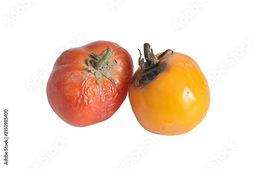 The image shows tomatoes affected by various diseases: late blight, blossom end rot and cracking.