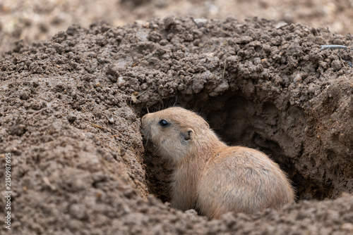 Black-tailed Prairie Dog In Burrow