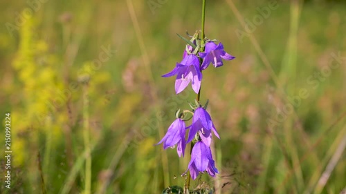 Campanula rotundifolia mountain flower blooming in nature. Wild harebell or bluebell flower growing on a mountain slope.