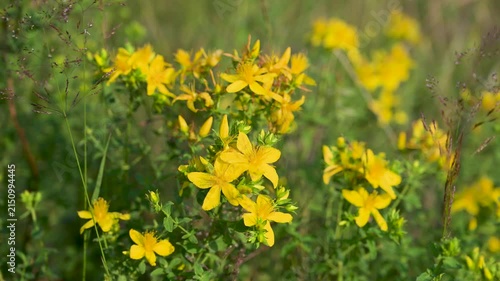 Flowering St Johns wort mountain flower blooming in wild nature. Bright yellow St Johns wort flower growing on a mountain slope.