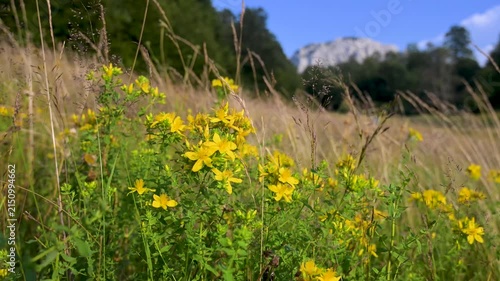 Flowering St Johns wort mountain flower blooming in wild nature. Bright yellow St Johns wort flower growing on a mountain slope.