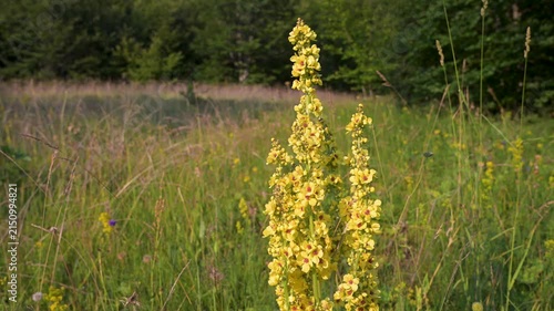 Verbascum mountain flower blooming in a green grass field. Wild mullein flowers growing in a sunny meadow.