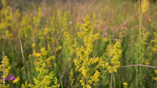 Yellow bedstraw and ladys bedstraw flowers blooming in a green grass field. Wild galium verum flowers growing in a sunny summer meadow.
