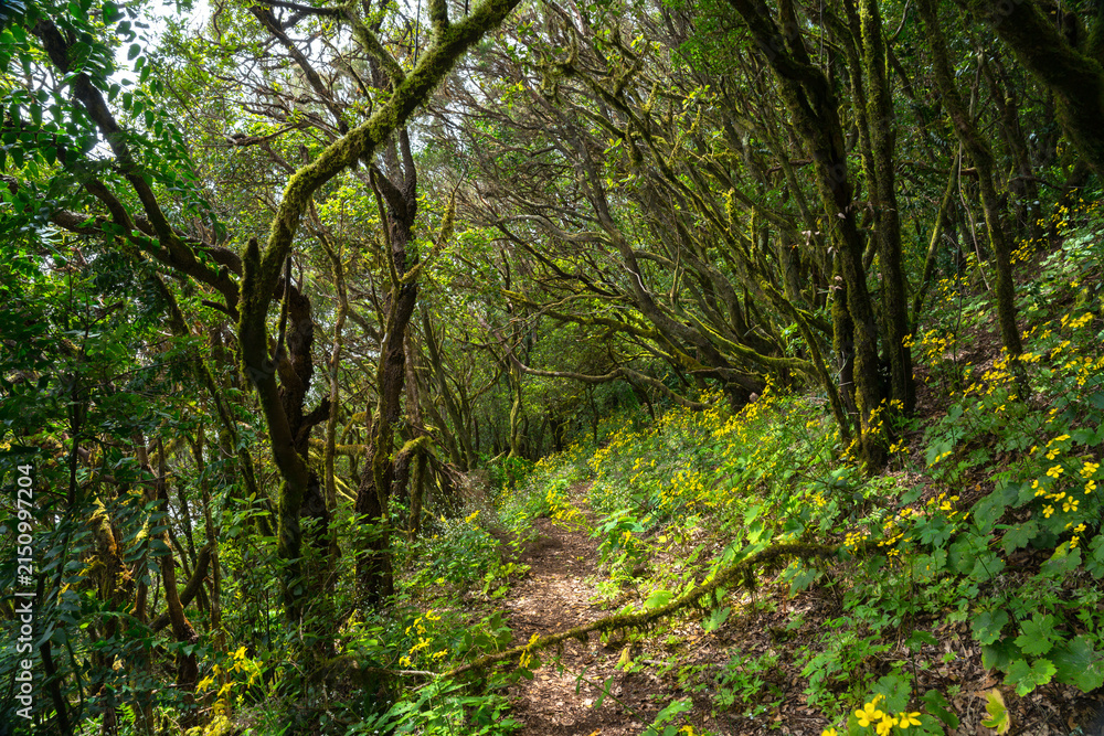 Fototapeta premium Wildflower-lined trail in laurel forest