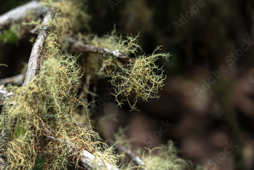 Foto Beard lichen on a branch