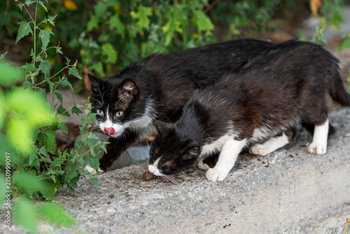 Photography Two homeless black and white tuxedo cats are sitting on a concrete border near green bushes