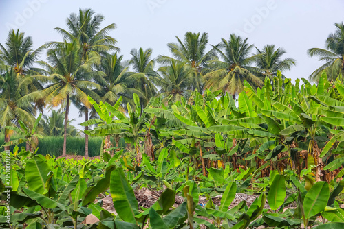 Lush green banana plantation and tropical coconut palm trees in Hampi, India. Agricultural landscape, tropical farming, exotic nature view, rural countryside environment and scenery.