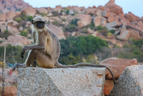 Canvas Print Wild Hanuman langur monkey sitting and looking at camera with curiosity in Hampi, India