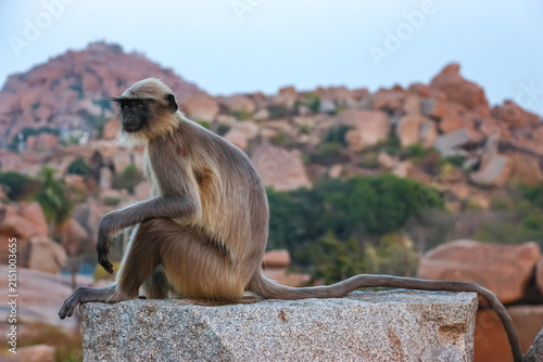 Canvas Print Wild Hanuman langur monkey sitting and looking at camera with curiosity in Hampi, India