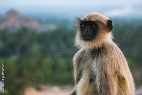 Photography Wild Hanuman langur monkey sitting and looking at camera with curiosity in Hampi, India