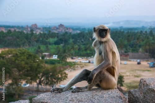 Canvas Print Wild Hanuman langur monkey sitting and looking at camera with curiosity in Hampi, India