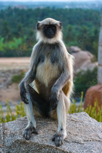 Wild Hanuman langur monkey sitting and looking at camera with curiosity in Hampi, India. Close up portrait of grey primate with black face, wildlife nature photography in South Asia.