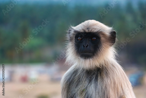 Photography Wild Hanuman langur monkey sitting and looking at camera with curiosity in Hampi, India