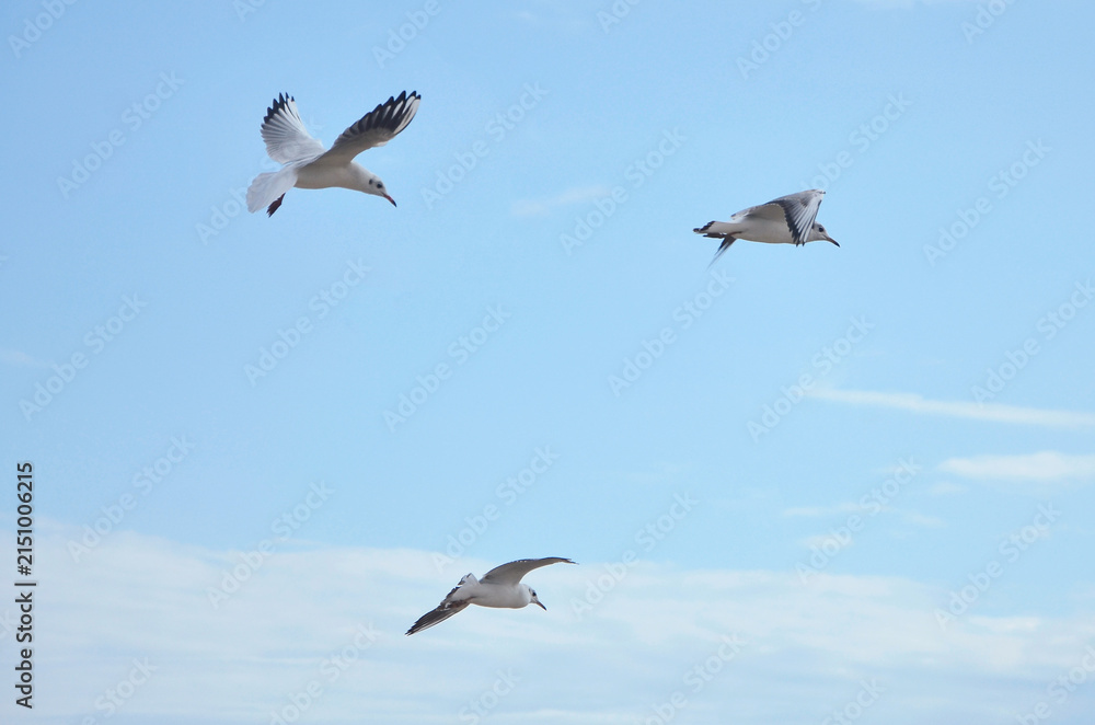 Obraz premium Three seagulls soaring gracefully against blue sky with light white clouds. Nature, wild birds, seagulls, fauna, birdwatching, wildlife protection.