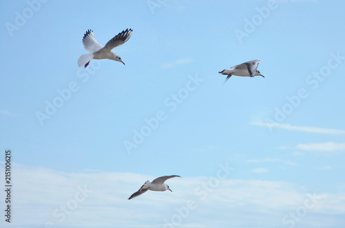 Cuadro en lienzo Three seagulls soaring gracefully against blue sky with light white clouds