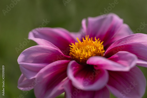 Beautiful floral background with pink dahlia flower. Pink dahlia on green background closeup. Greeting card.