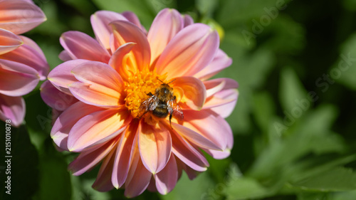 Bumblebee on a pink dahlia flower closeup. Beautiful summer natural background. Banner.