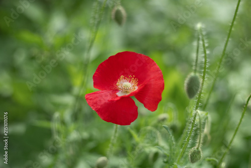 Beautiful floral background with red poppy flower. A blooming poppy on green grass background. Greeting card.