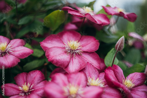 Close up of a blooming clematis flower in a garden. Clematis ville de lyon with vibrant purple petals on a green background.
