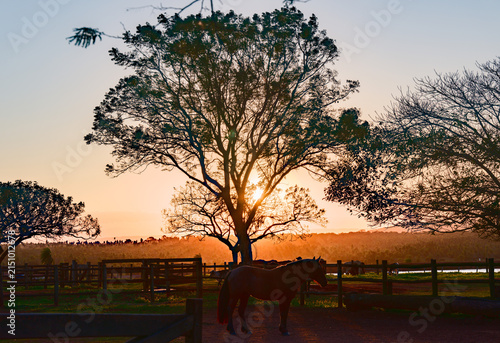 фотографія Horse Silhouette Beneath a Large Tree at Sunset on a Brazilian Ranch