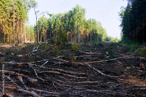 фотографія Clearance cut through dense woodland revealing fallen timber, branches, and scat