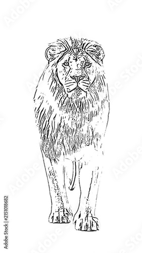 A striking lion, rendered in clean white linework, slowly walks toward the viewer against a pure black background. This hand-drawn style animation combines minimalist line art with smooth 3D motion, c