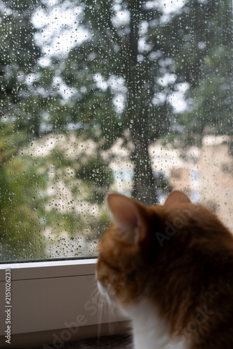 Cat Looking Out Rainy Window at Trees