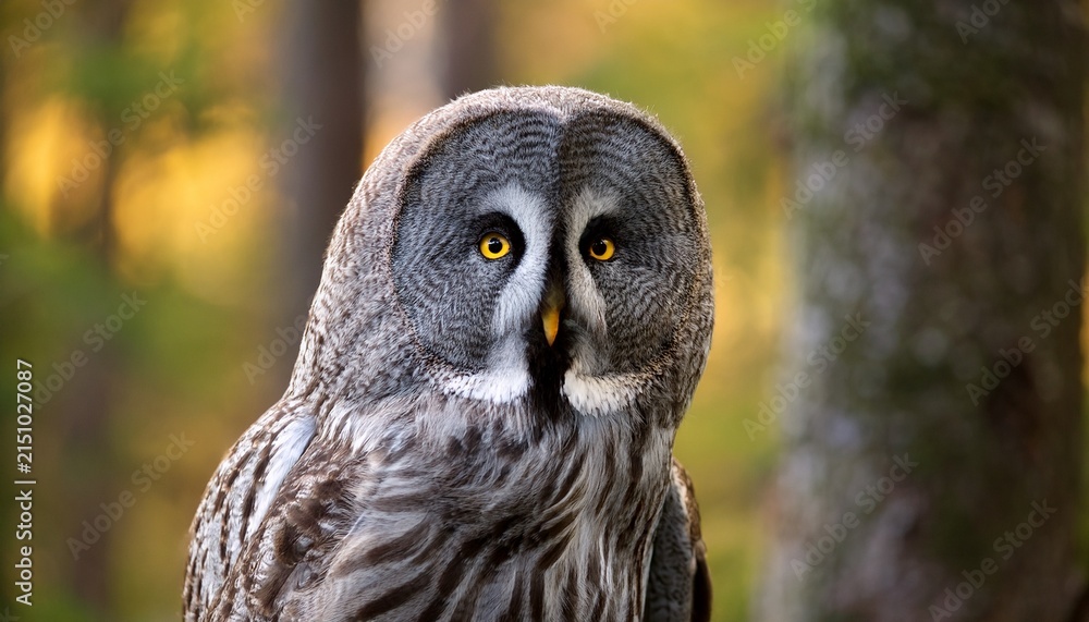 Fototapeta premium great grey owl strix nebulosa in forest