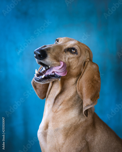 Hunting dog licks its muzzle