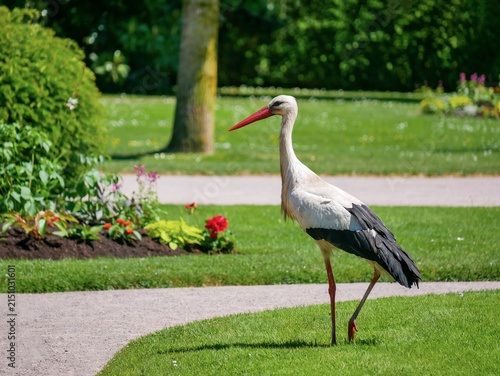 Obraz na płótnie Wild white stork walking through a flower garden in Orangerie park in Strasbourg, Alsace, France