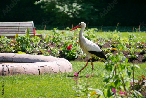 Bild auf Leinwand Wild white stork walking through a flower garden in Orangerie park in Strasbourg, Alsace, France
