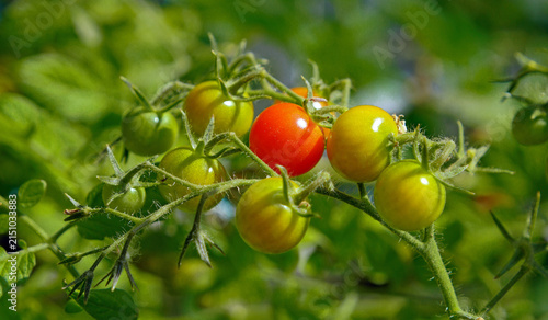 Kleine süße Tomaten