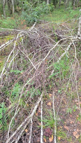 Photography Pile of dry tree branches and brushwood in forest clearing