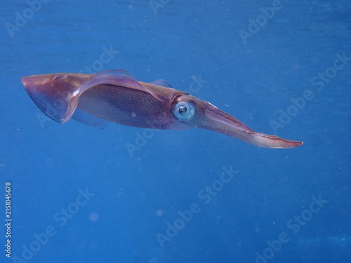 calamar scenery underwater with sun beams and sun rays swim  cephalopod loligo vulgaris