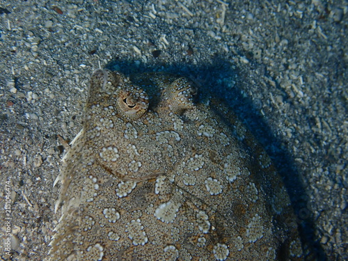 Quadro su tela flat flounder fish swim on sand underwater perfect camoufflage