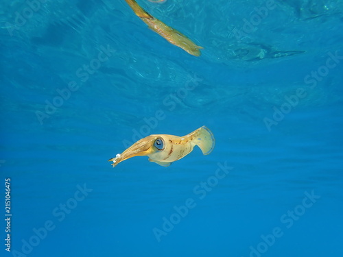 calamar underwater close up cuttlefish big eye sepioteuthis loligo vulgaris 