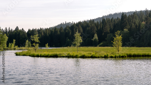 Принти на полотні Blick auf 3 Bäume am Lac de la Ténine in den Vogesen im Sommer