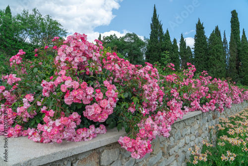Blooming flowers along a stone wall in a garden