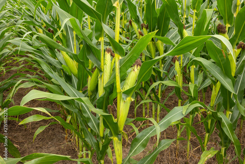 A Corn Field Closeup In Summer