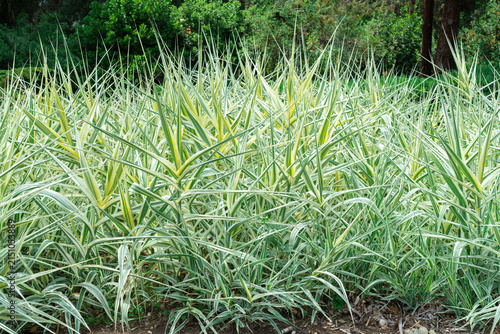  plants growing in a field