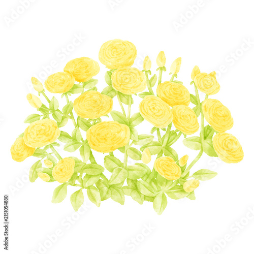 rose shrub