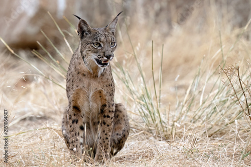 Canvas Print Iberian Lynx (Lynx pardinus) Sierra de Andújar, Andalucia, Spain