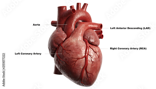 Anatomical human heart model with labeled coronary arteries for medical education and research.