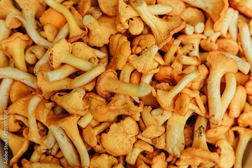 Canvastavla Close-up of a plentiful pile of fresh golden chanterelle mushrooms, showing curv