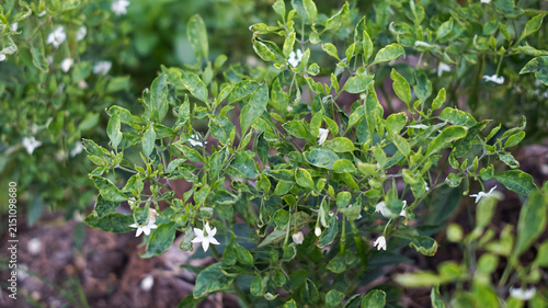 Photography Chili plant leaves exhibit curling or shriveling symptoms, which can be caused by pests such as thrips, mites, or aphids