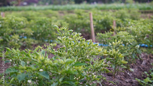 Fotografie Chili plant leaves exhibit curling or shriveling symptoms, which can be caused by pests such as thrips, mites, or aphids