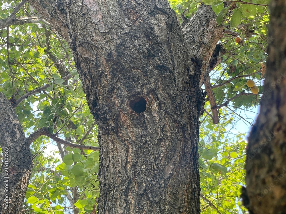 Obraz premium Natural Tree Hollow in a Thick Trunk with Green Leaves and Bright Sunlight in the Forest
