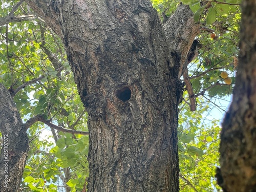 Natural Tree Hollow in a Thick Trunk with Green Leaves and Bright Sunlight in the Forest