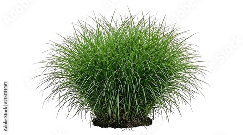 Isolated Lush Green Ornamental Grass Bush on White Background.